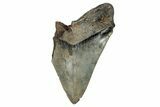Partial Megalodon Tooth - Serrated Blade #248414-1